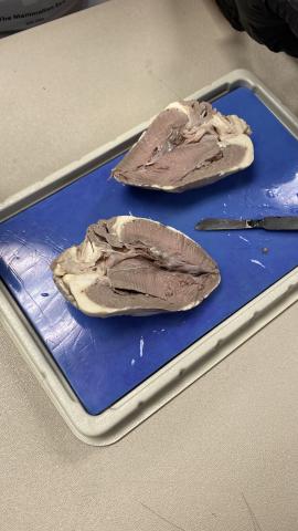 sheep heart dissected in half