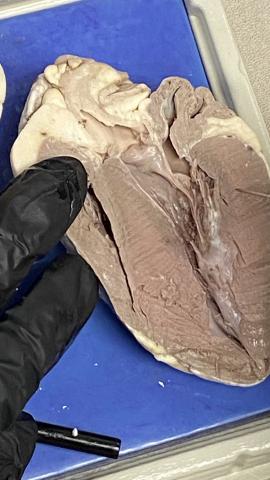 gloved hand examining dissected sheep heart